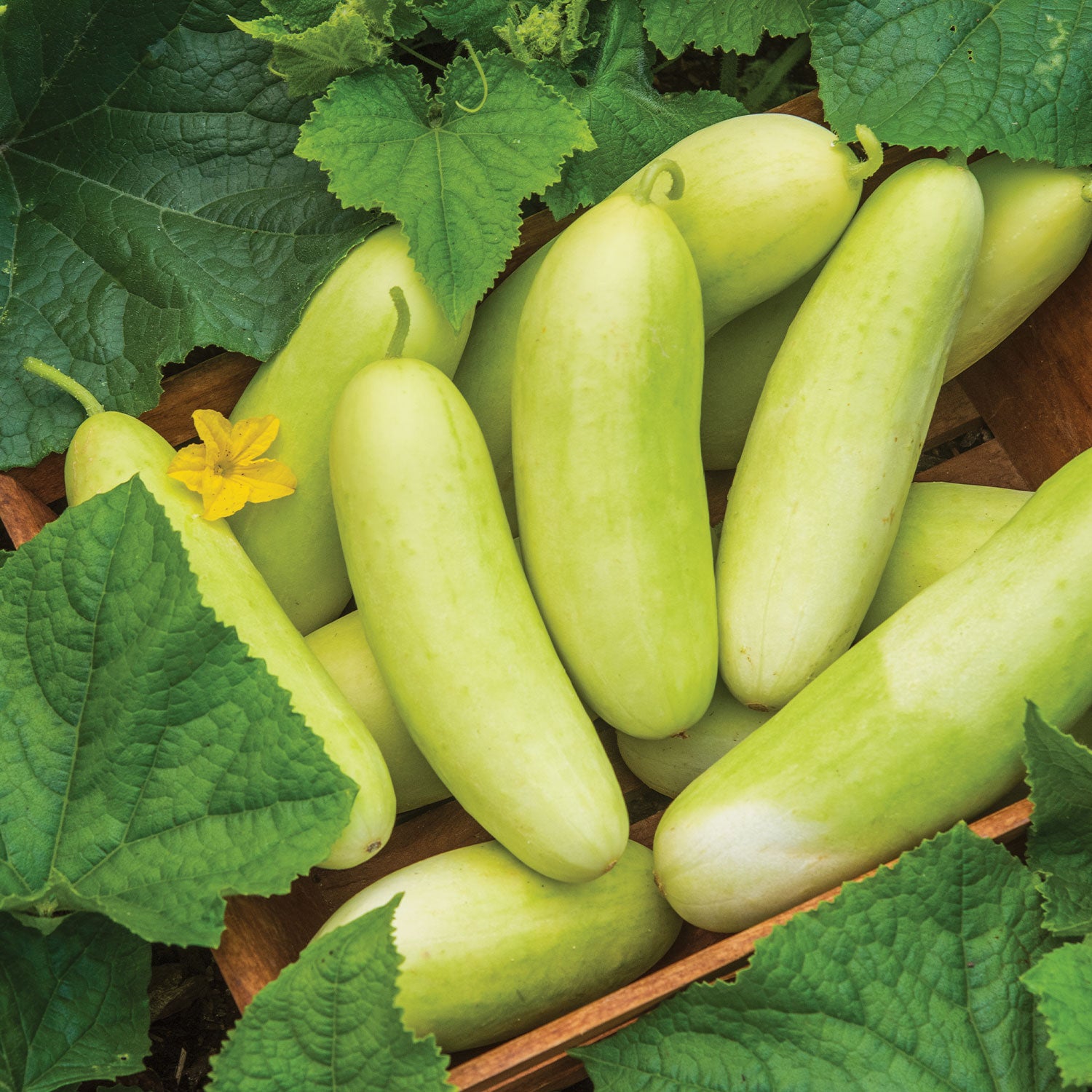 Honey Plus Cucumber