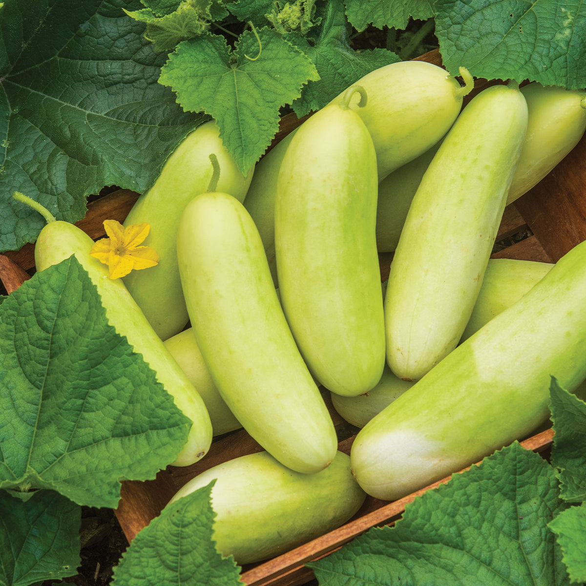 Honey Plus Cucumber