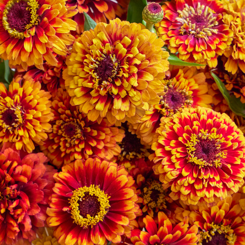 Macarenia Zinnia