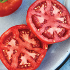 Rutgers Tomato