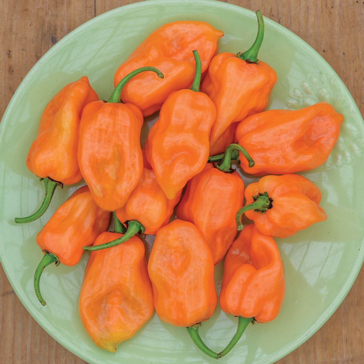 Habanero Hot Pepper