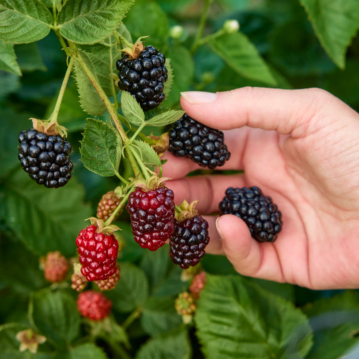 Galaxy Blackberry