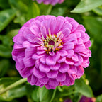 Purple Prince Zinnia