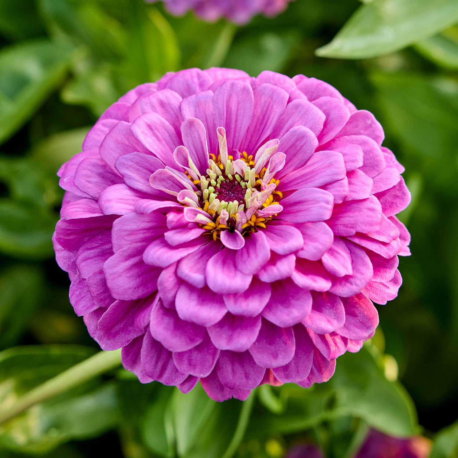 Purple Prince Zinnia