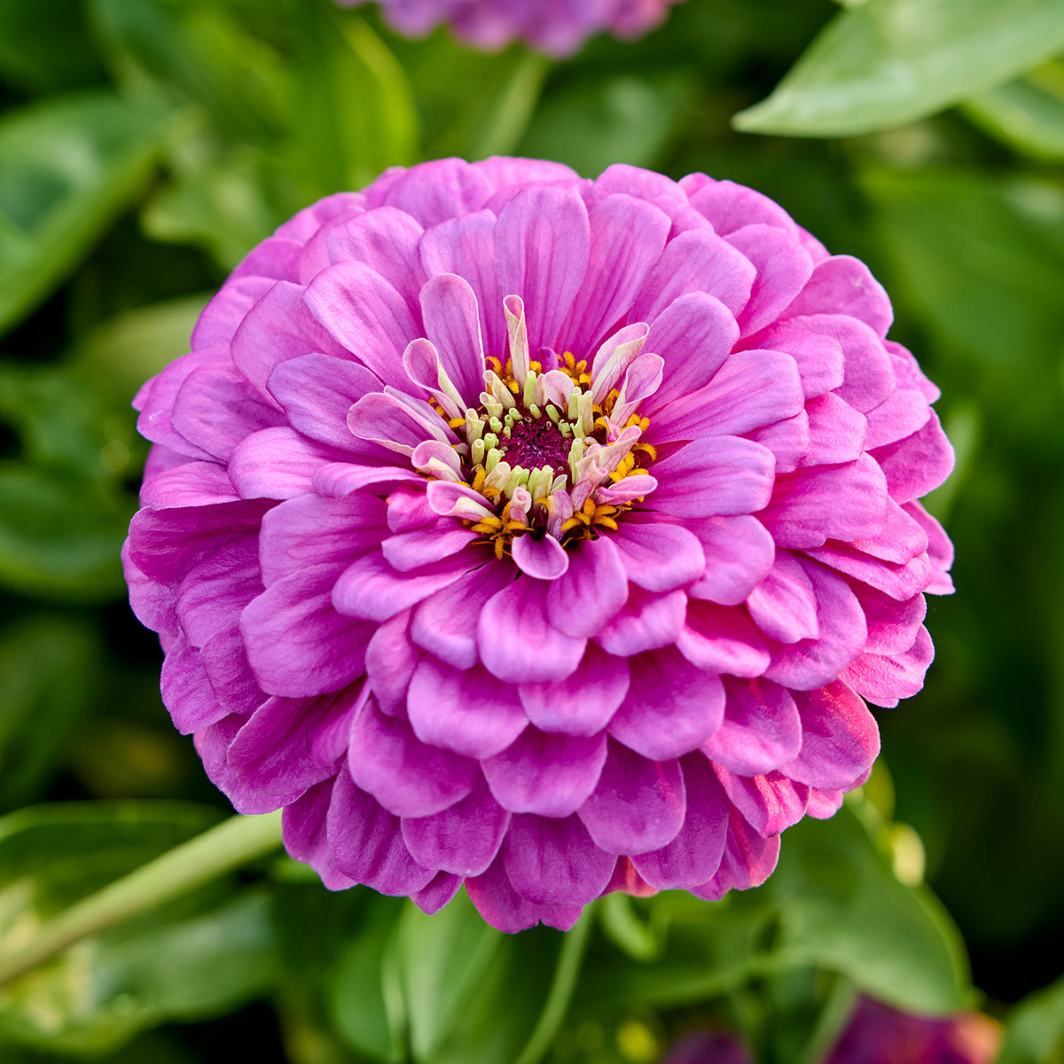 Purple Prince Zinnia