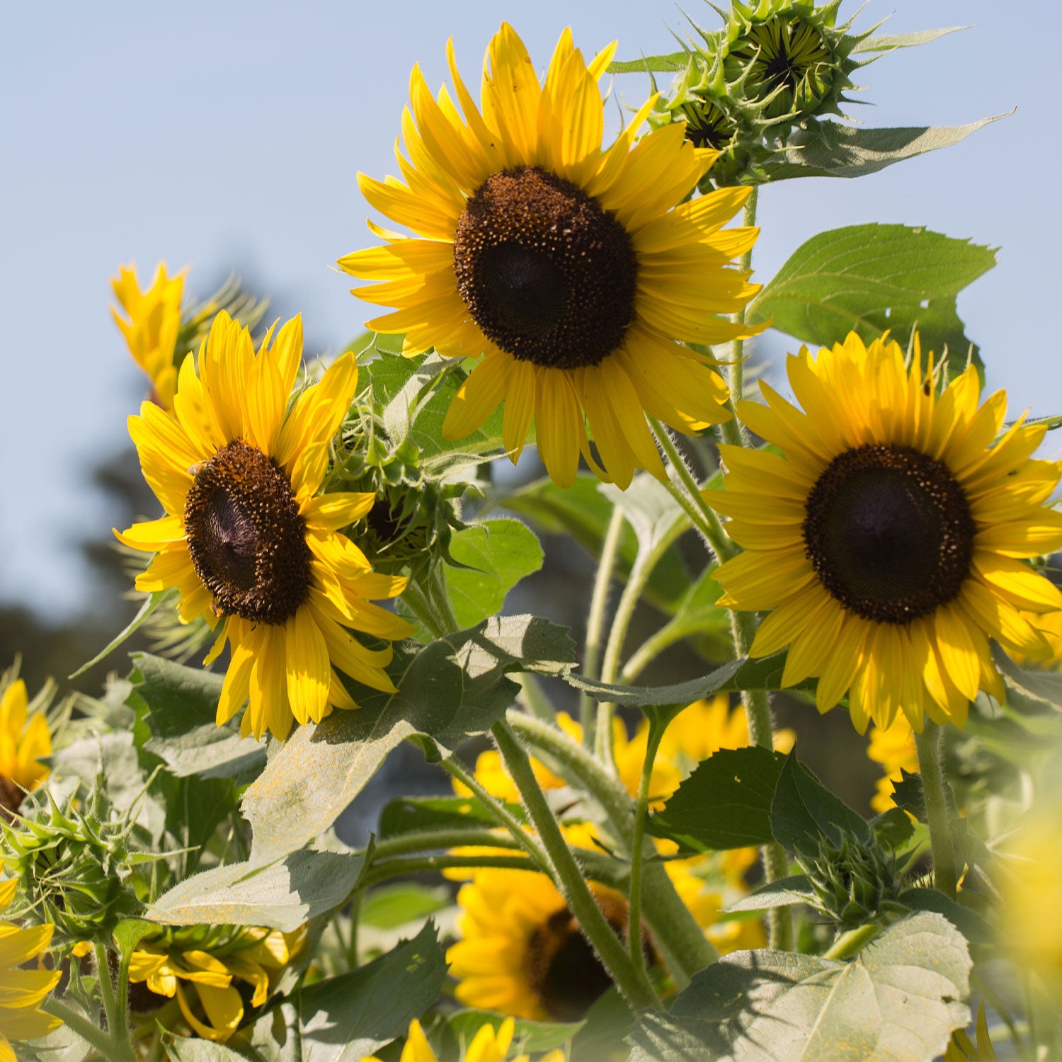 Elegance Sunflower