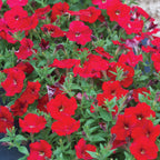 Petunia Easy Wave Red
