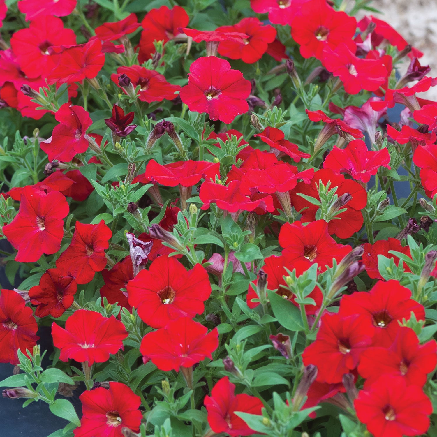 Petunia Easy Wave Red