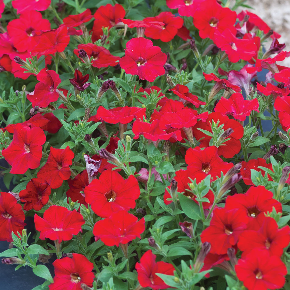 Petunia Easy Wave Red
