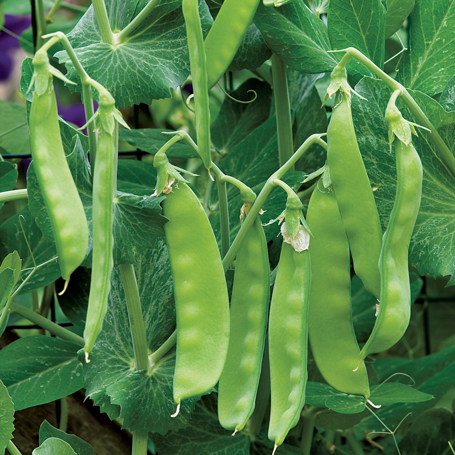 Oregon Sugar Pod II Pea