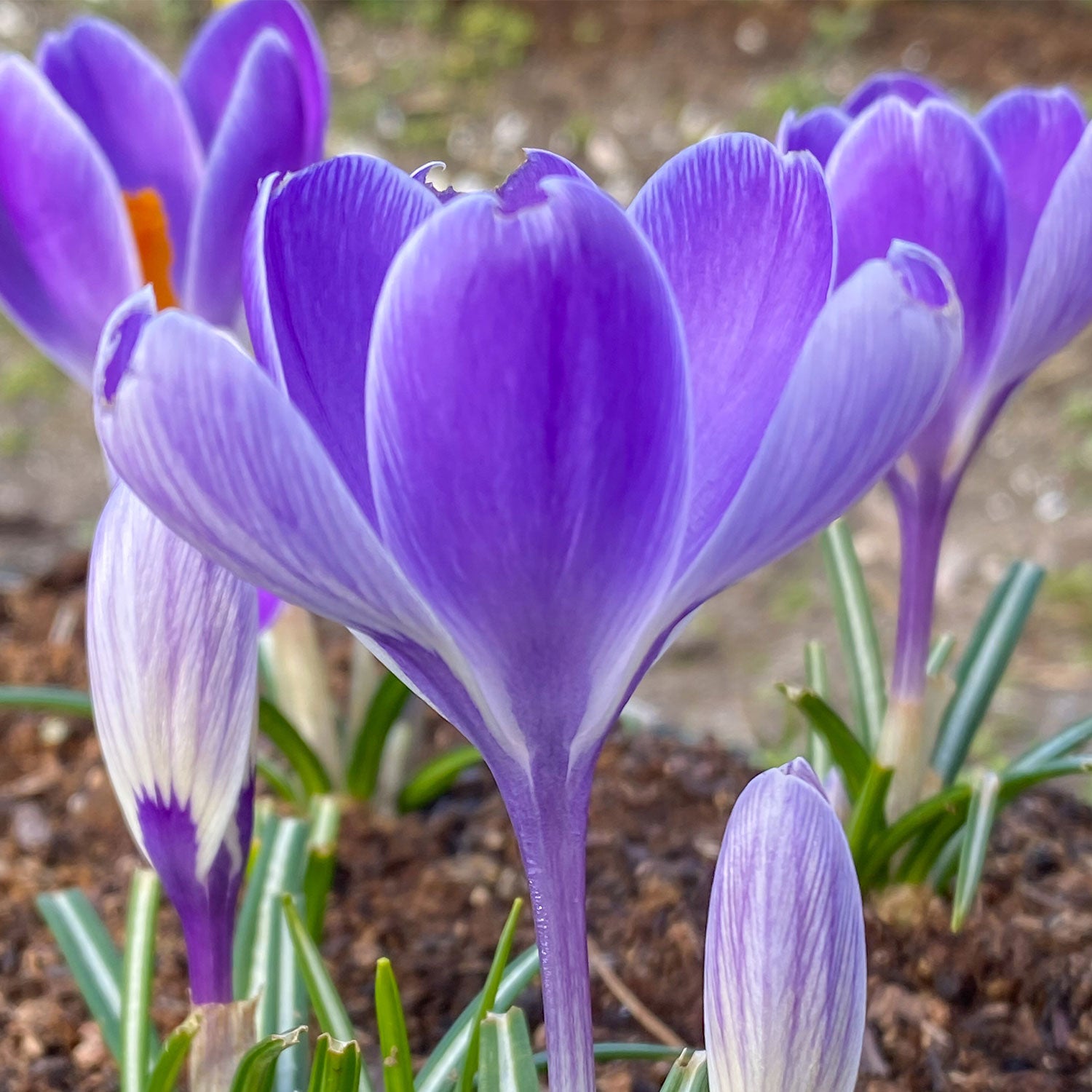 Striped Bird Crocus Bulbs