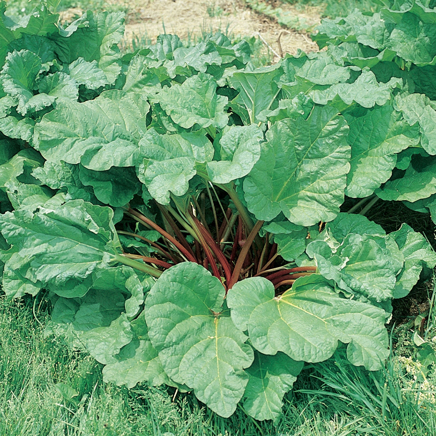Victoria Rhubarb