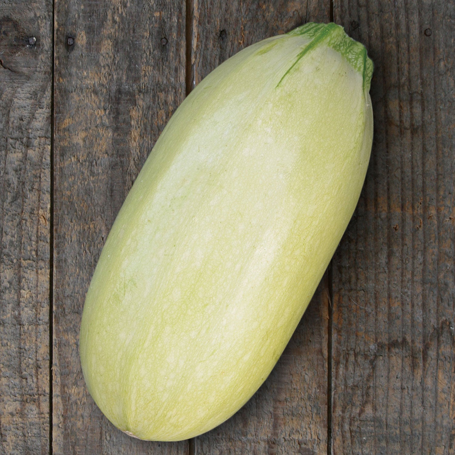 Great Griller Summer Squash