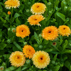 Pacific Apricot Beauty Calendula