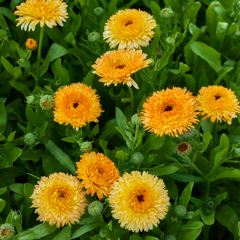 Pacific Apricot Beauty Calendula