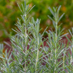 Rosemary