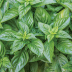 Emerald Towers Basil