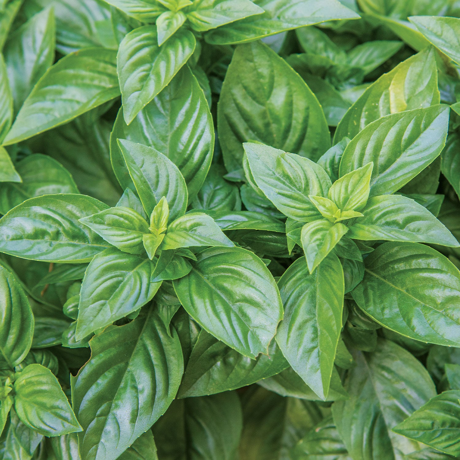 Emerald Towers Basil