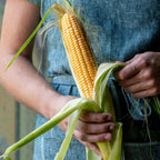 Golden Bantam Corn