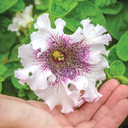 Spellbound White Blush Petunia