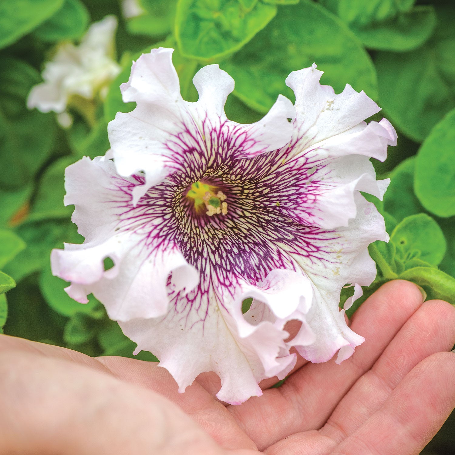 Spellbound White Blush Petunia