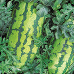 Georgia Rattlesnake Watermelon