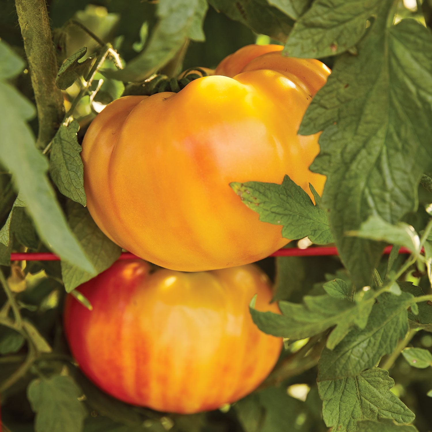 Mr. Stripey Tomato
