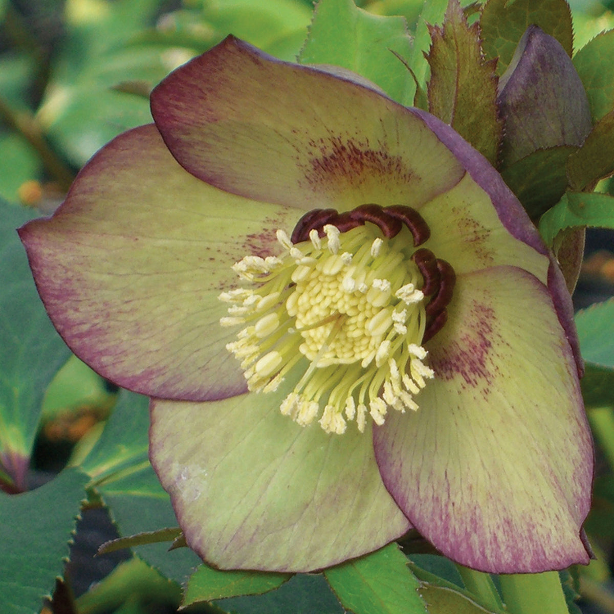 Phoenix Hellebore