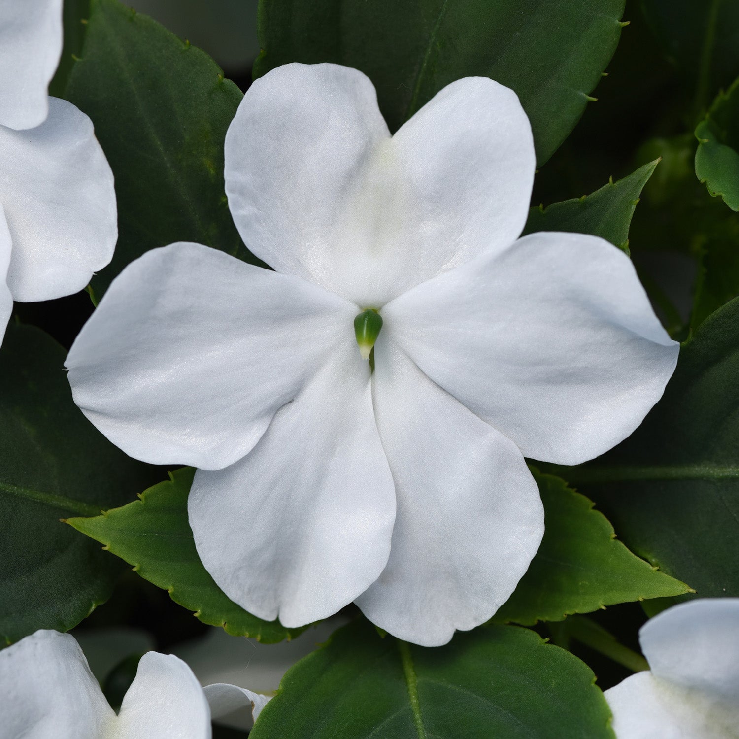 Beacon White Impatiens