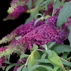 Queen of Hearts Buddleia