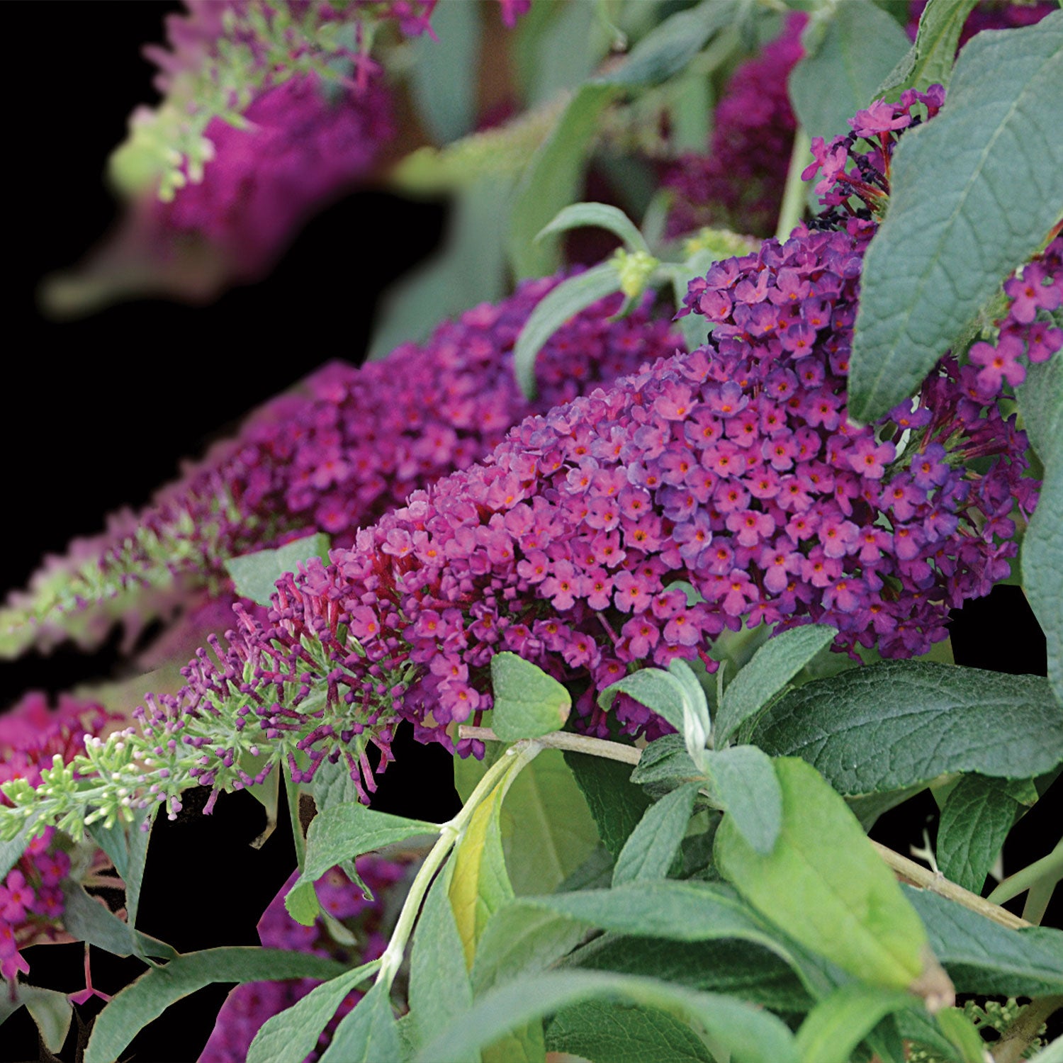 Queen of Hearts Buddleia