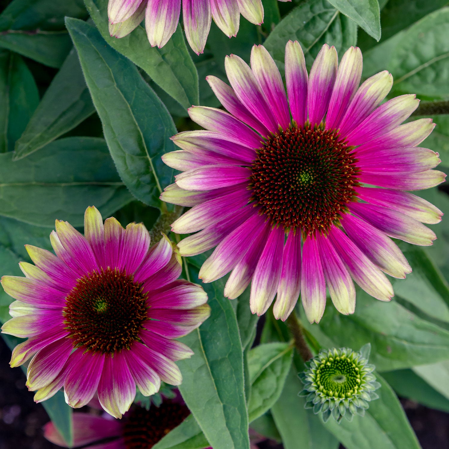 Sweet Sandia Echinacea