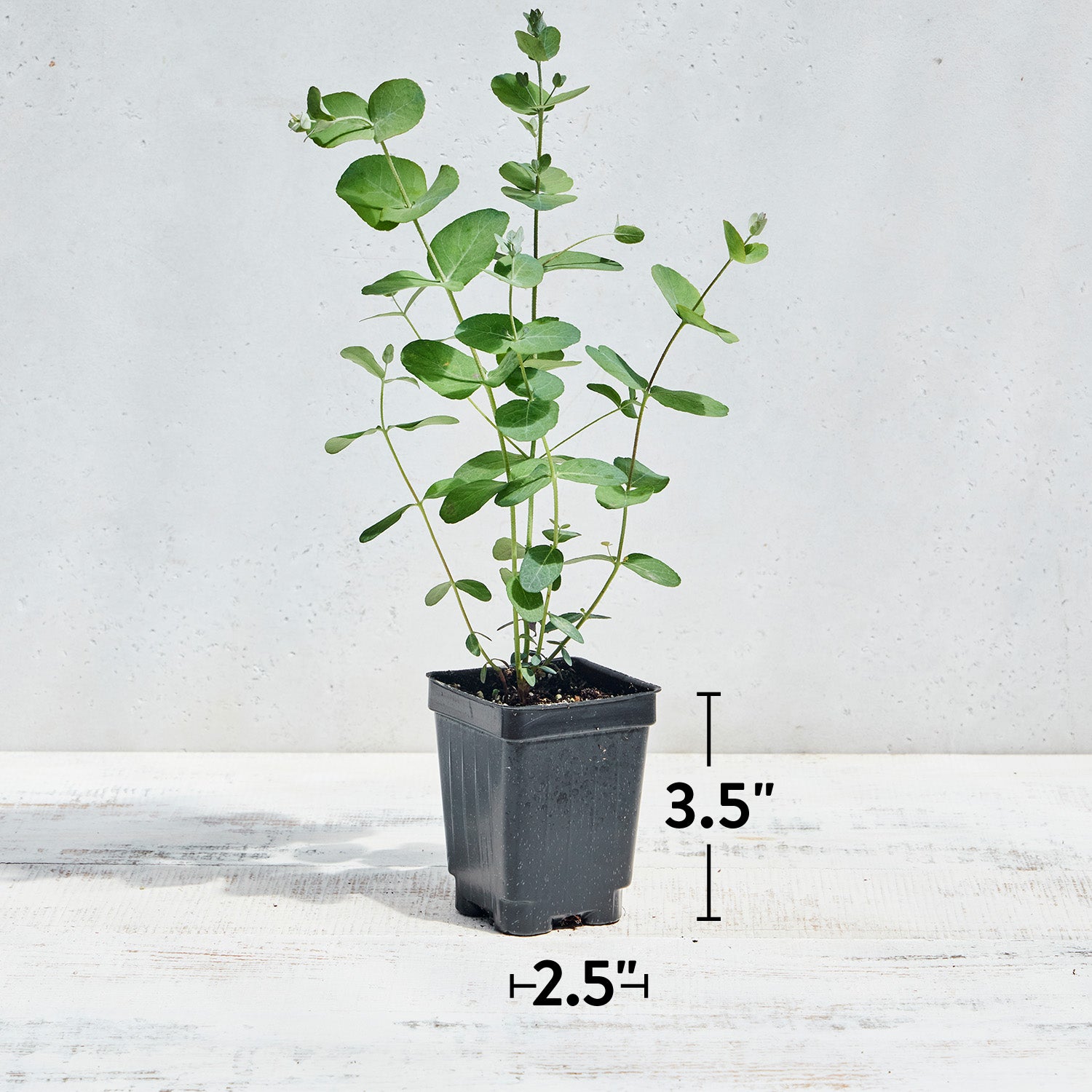 Eucalyptus Gunii Silverdrop Herb