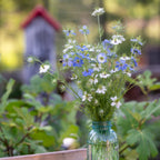 Miss Jekyll Mixed Colors Nigella