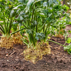 Brilliant Celeriac