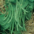 Contender Bush Bean