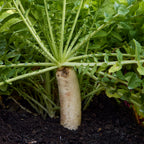 Daikon Long Radish