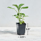 Berggarten Sage Herb