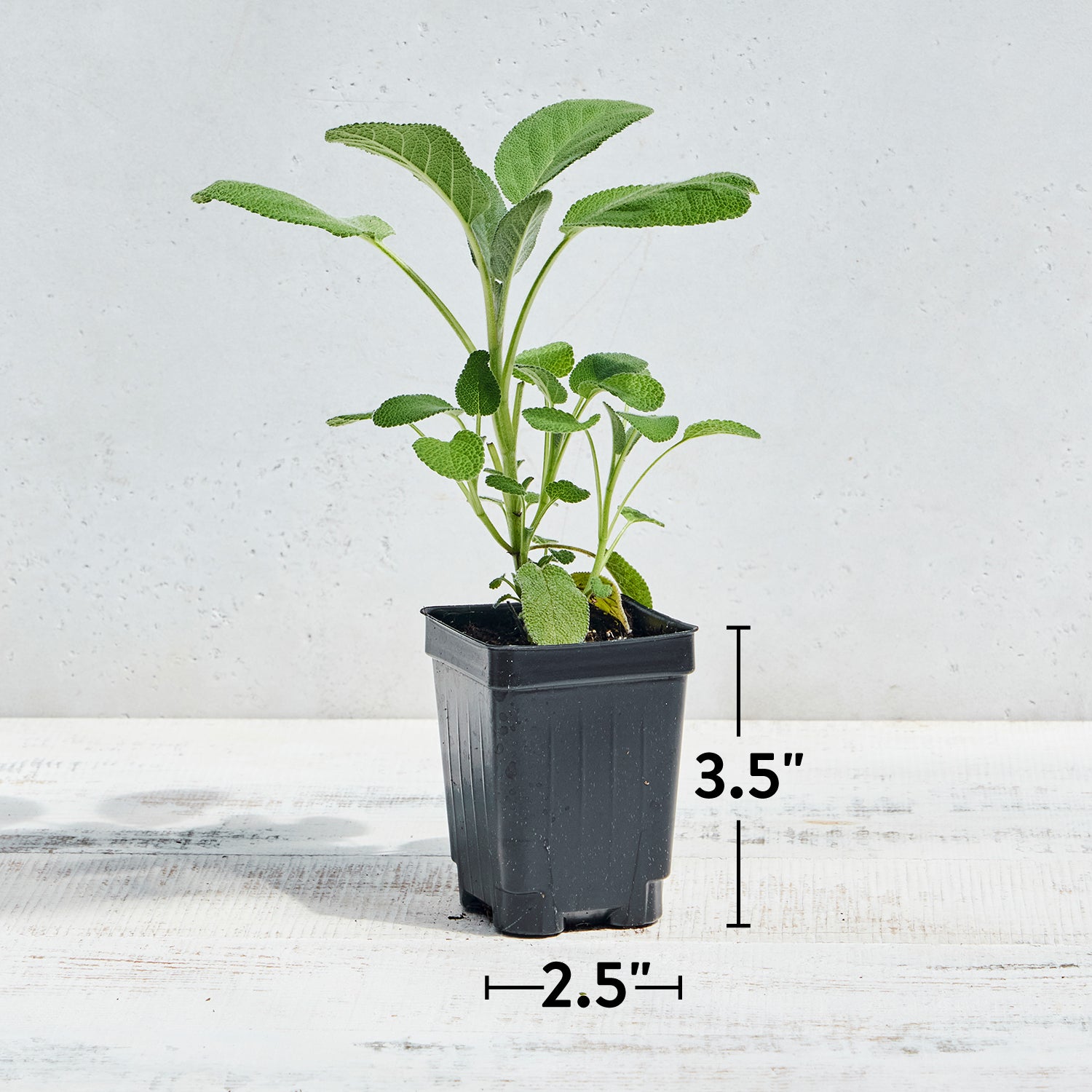 Berggarten Sage Herb