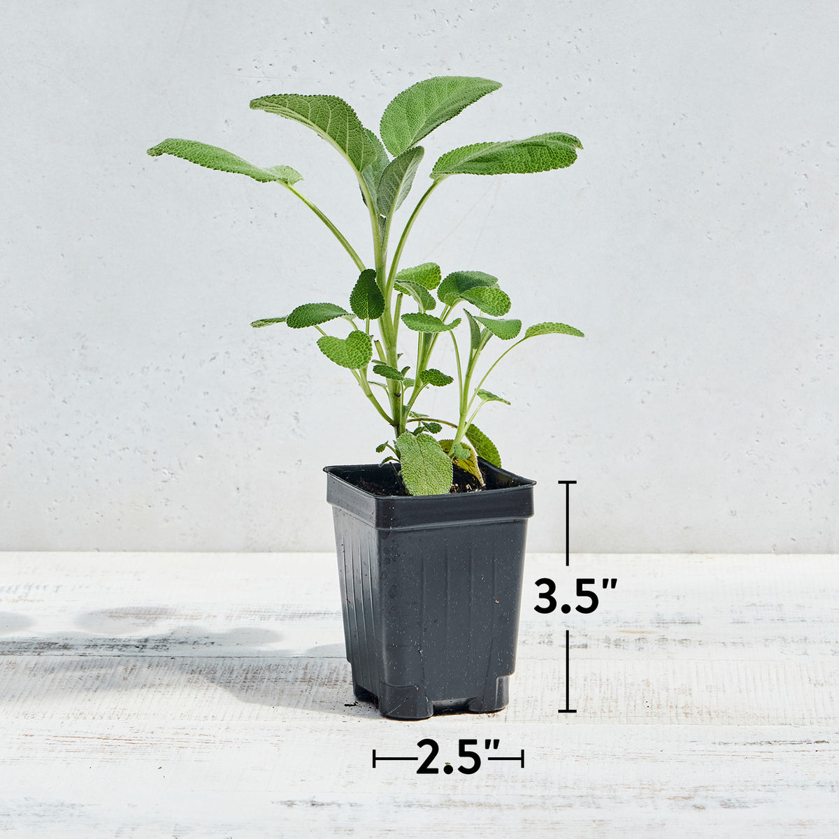 Berggarten Sage Herb