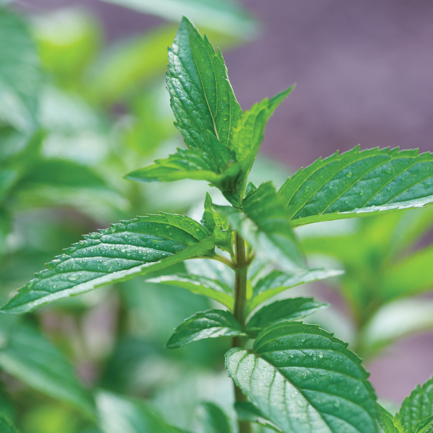 Peppermint Mint