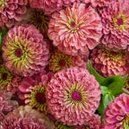 Queeny Red Lime Zinnia