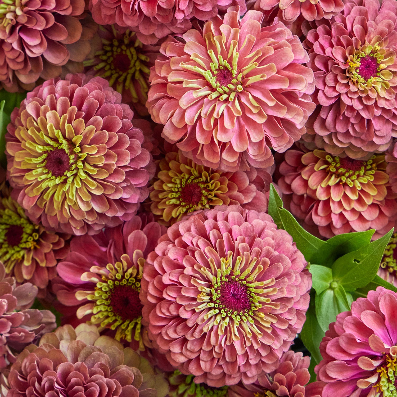 Queeny Red Lime Zinnia
