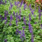 Big Blue Salvia