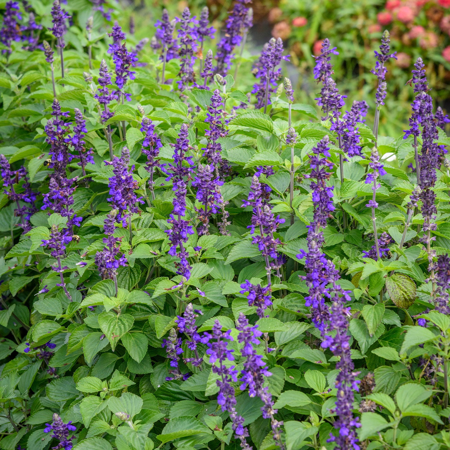 Big Blue Salvia
