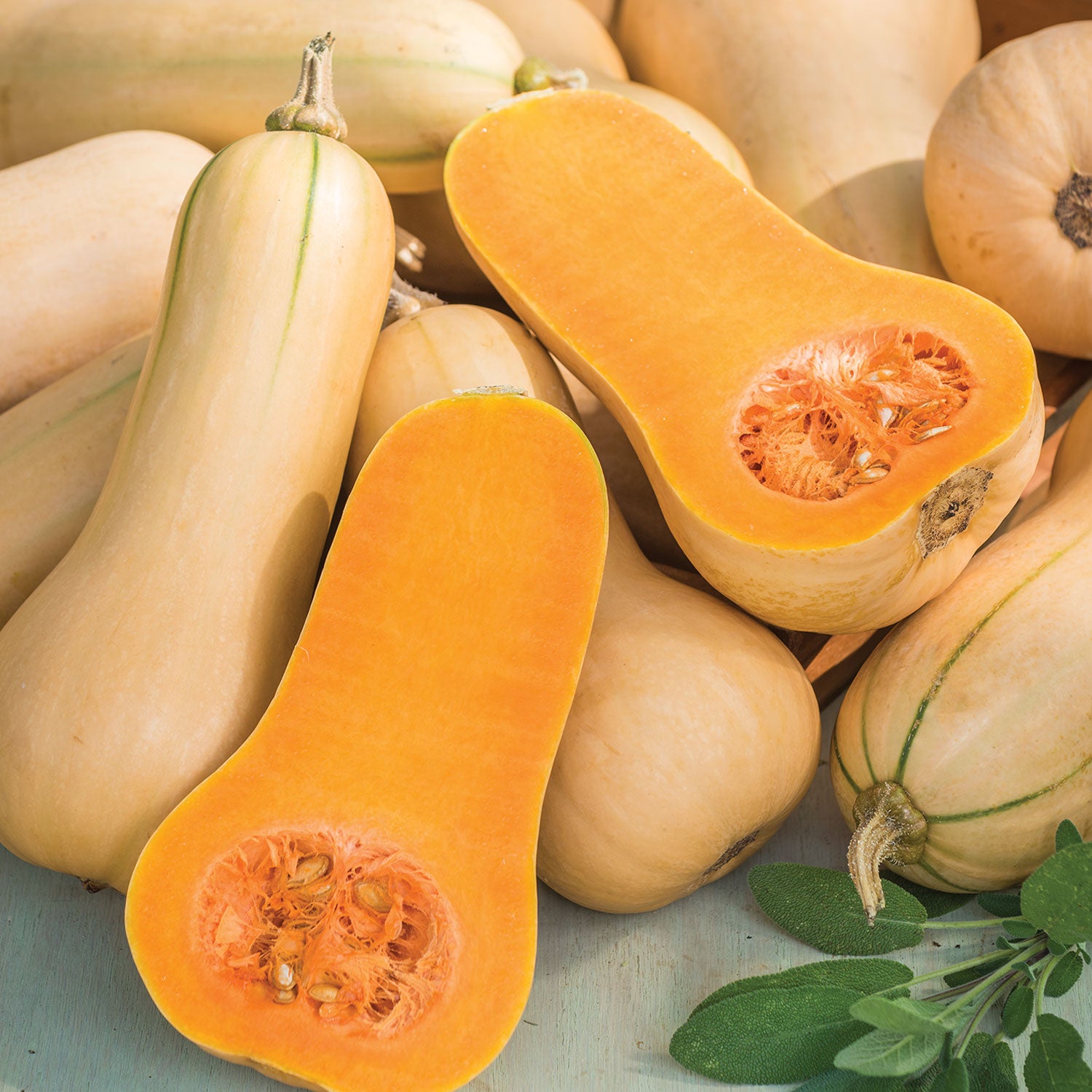 Burpee's Butterbush Winter Squash