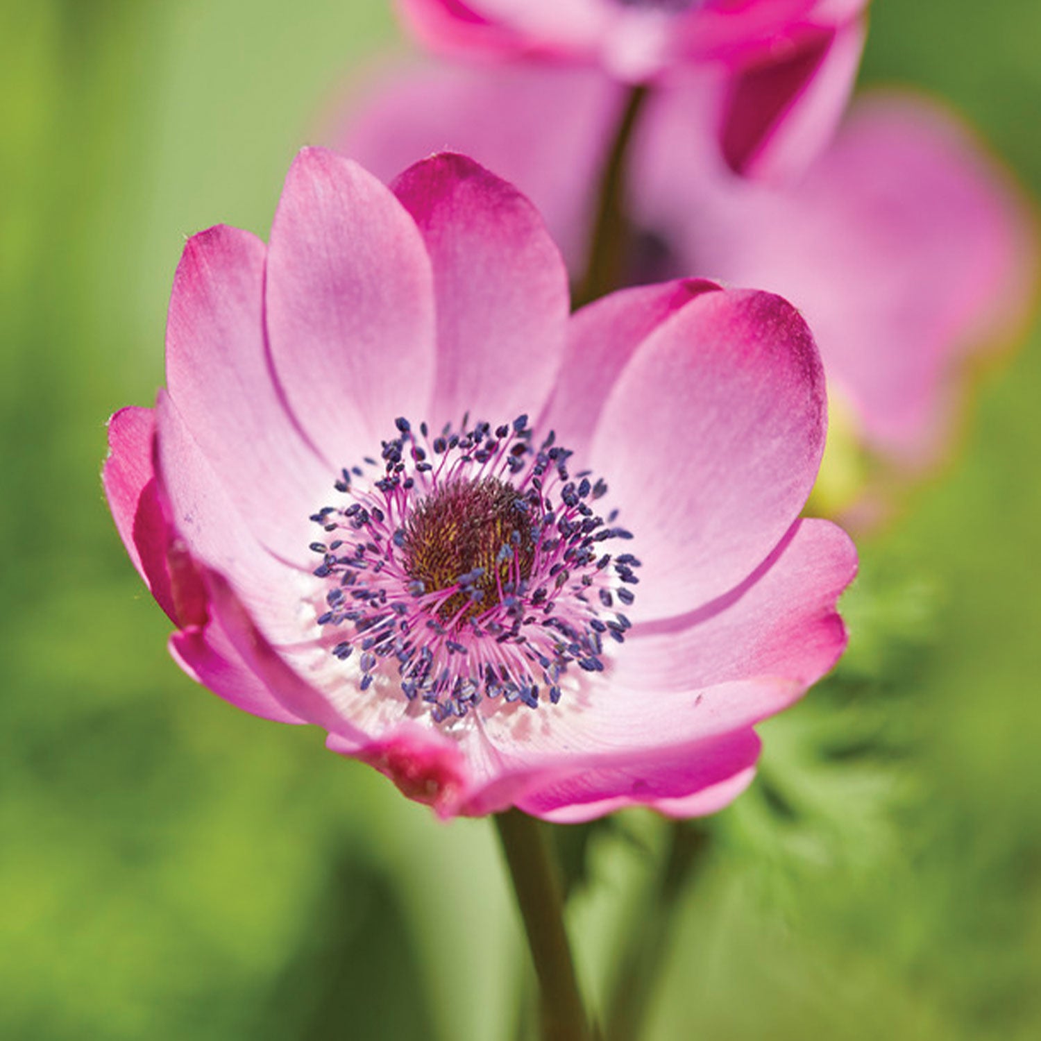 Mona Lisa Orchid Shades Anemone