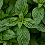 Monteverde Compact Basil