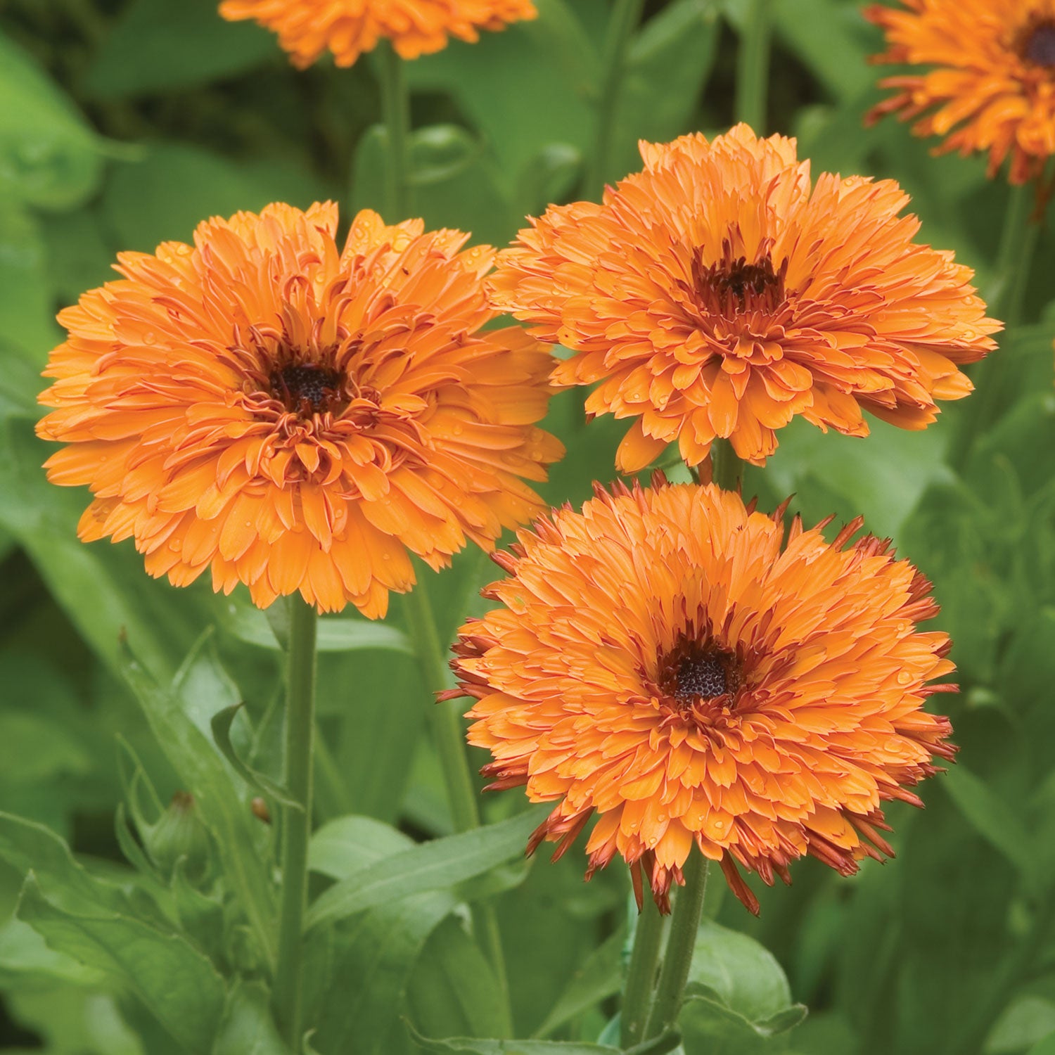 Oktoberfest Calendula