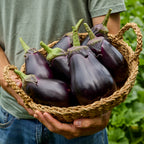 Bonanza Eggplant